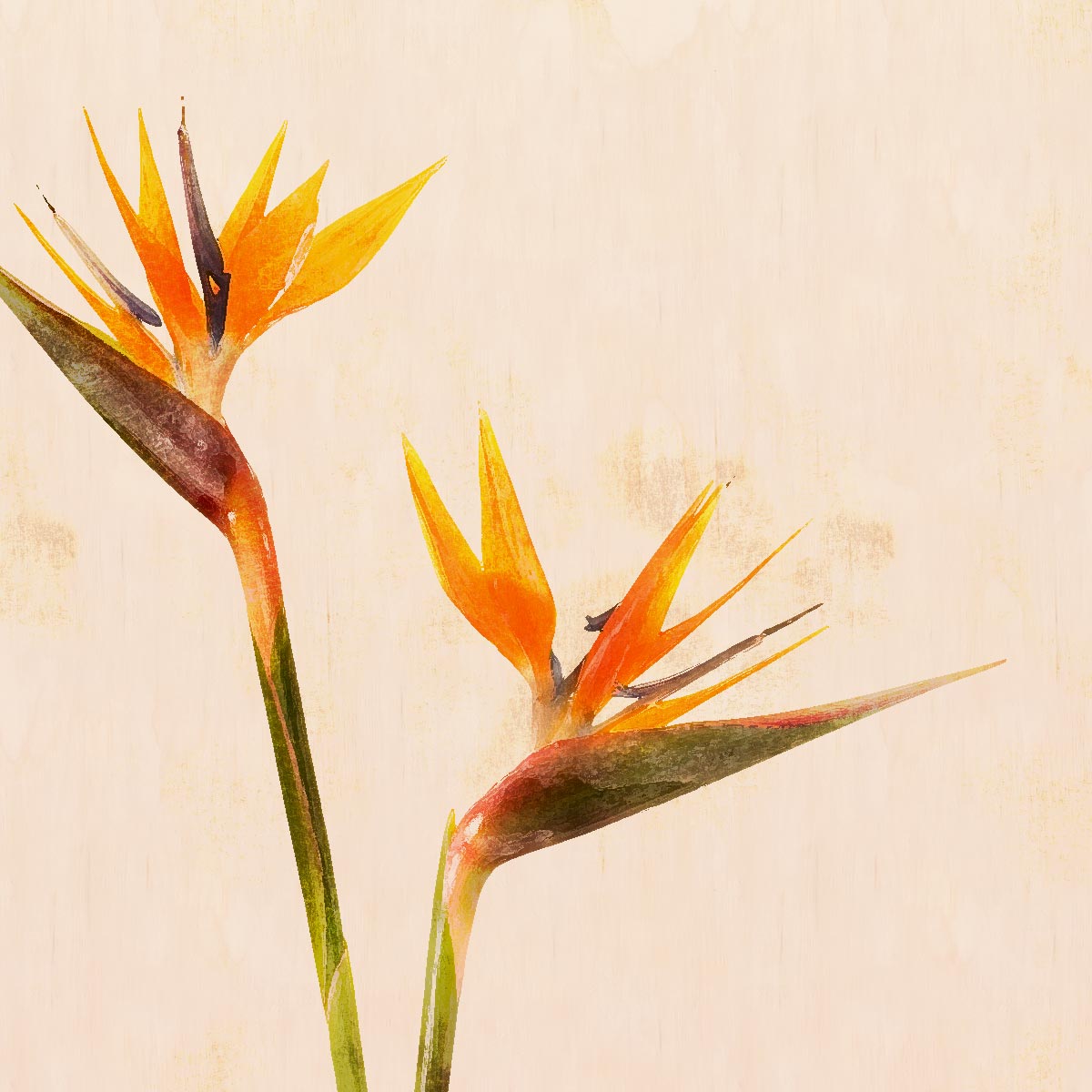 Strelitzia